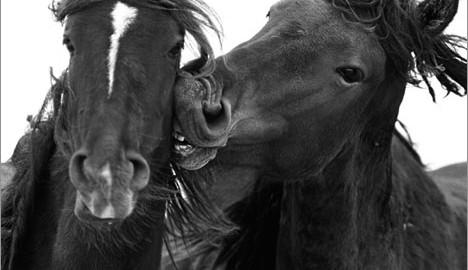 select_mag's tweet image. Robert Dutesco: The Wild Horses of Sable Island - Dutesco Art Gallery,64 Grand St,New York nyc-arts.org/organizations/…