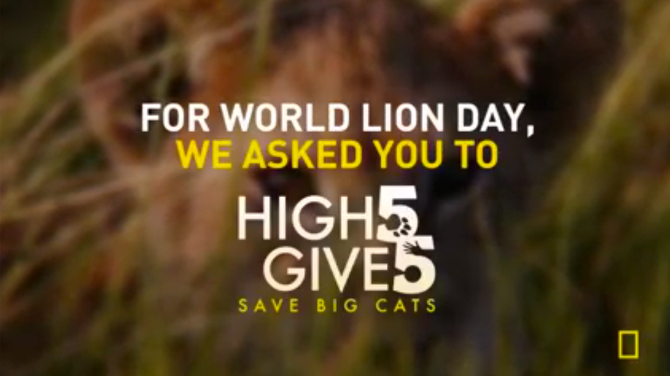 NatGeoHistory's tweet photo. Remember #5forBigCats? Support our social campaign to protect Big Cats by tweeting #natgeodoesgood http://t.co/o31lLdofr2