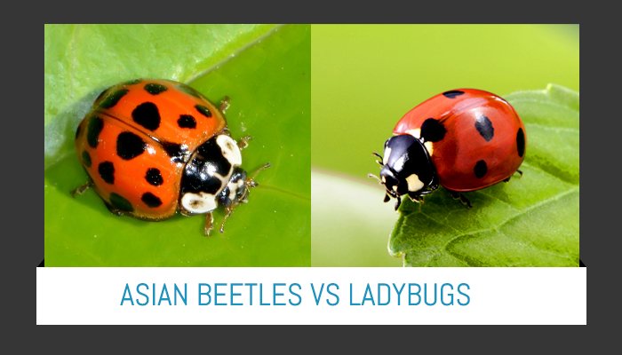 Preferred Pest Control On Twitter Do You Know The Difference Between Asian Lady Beetles