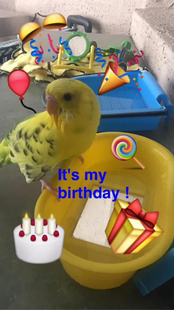 parakeetchicken's tweet photo. I'm 2!!!!#hatchday #birthdayparty #twoyearsold #party #budgie #parakeet #peta http://t.co/rc3iRO9ctg