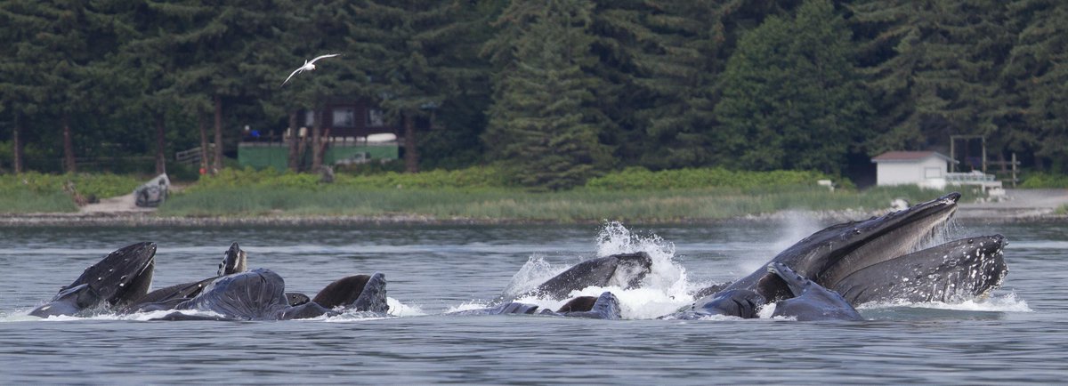 djeffersonphoto's tweet image. #humpback whales #bubblenet feeding - Inside Passage, Alaska

davidjeffersonphotography.com