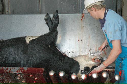 animalpenpals's tweet photo. #WhatIfInstead of an animal, we 'humanely' slaughtered a human? http://t.co/tfUgVaNiRU http://t.co/gijlec8RXD