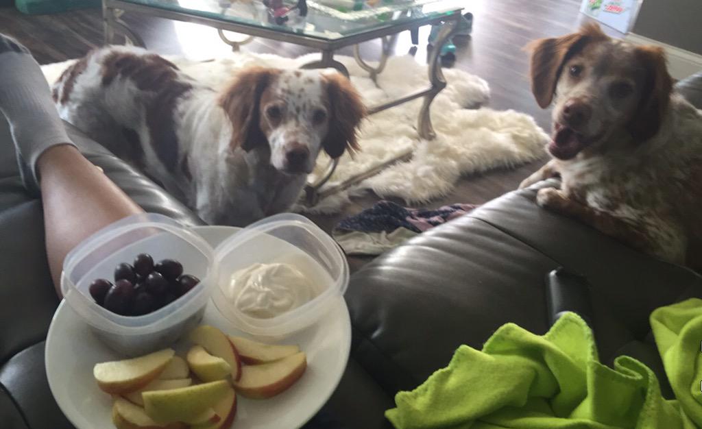 TabbyBack's tweet image. Sharing a post run snack 😊 (Not sharing the grapes) #GrapesWillKillDogs