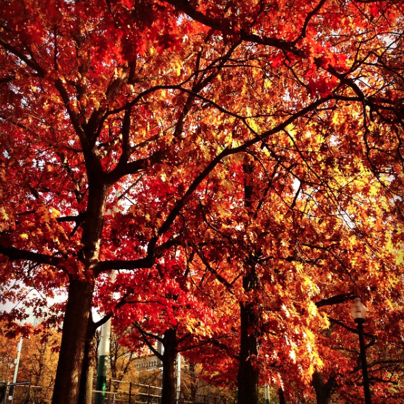 NU_CAMD's tweet photo. Celebrate the best of fall with #CAMD's #FallingForBoston photo series. New submissions welcome! http://t.co/Ww3qlyrerm
