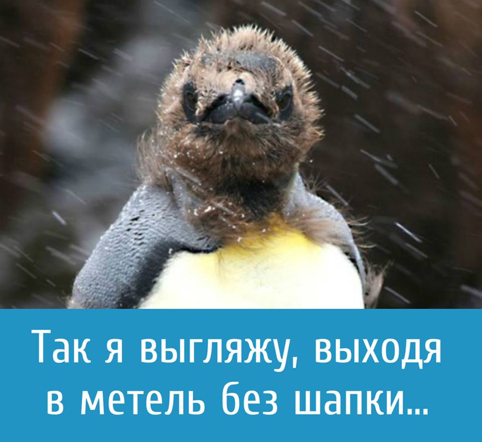 Чудеса Антарктики tweet media