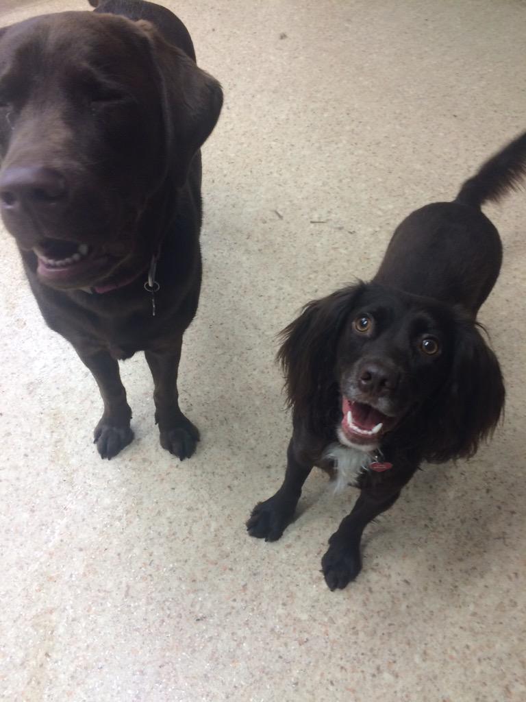 Dundrum dog grooming (DogGroomingD14) Twitter