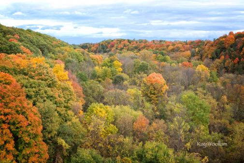 KayWoollam's tweet photo. Fall colours. Shot yesterday in Oakville ON. http://t.co/y79h79cUGw