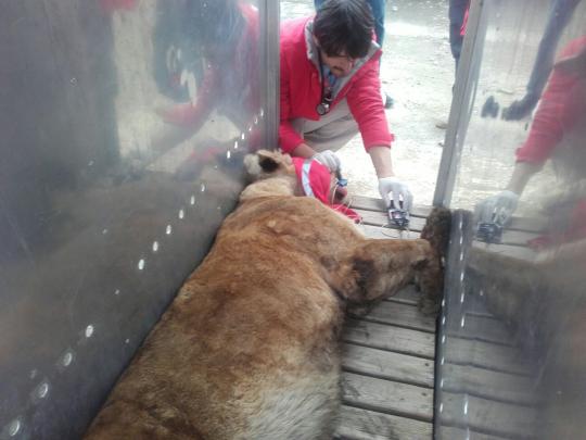 AmyRoseKathryn's tweet photo. Now live: Lion rescue in Romania http://t.co/0uDQFPRY9c http://t.co/UXJnto6jcN