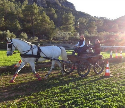 Revista_MEquino's tweet photo. #TipEl caballo capón o una yegua son las mejores opciones para disfrutar de un enganche de paseo o familiar. http://t.co/5tDPlQdR6R