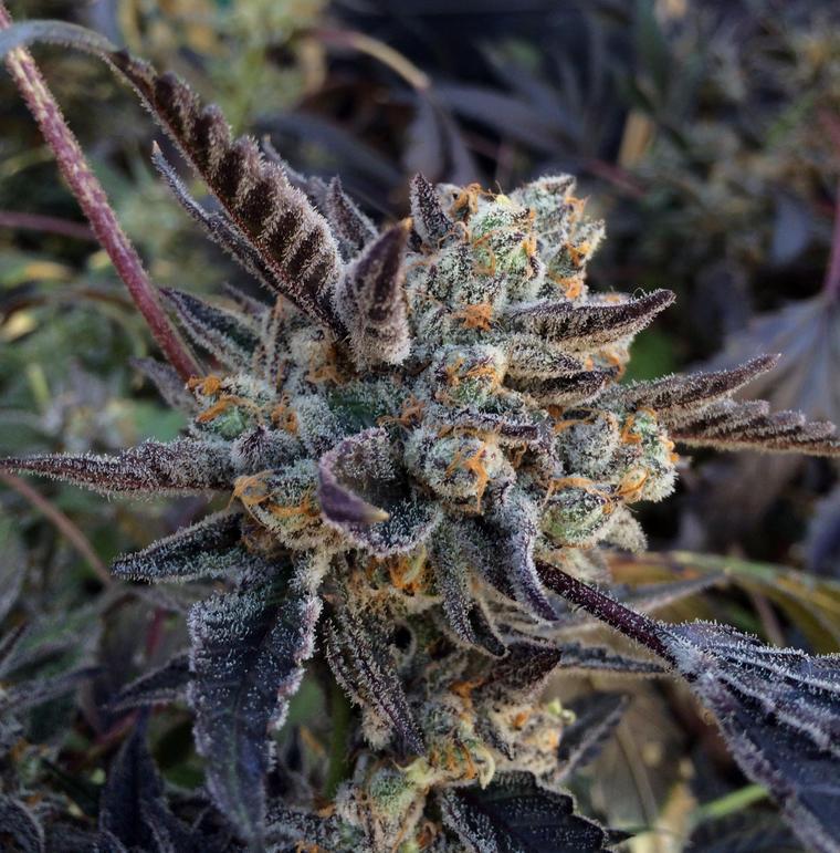 MJGrowBlog's tweet image. Animal Cookies