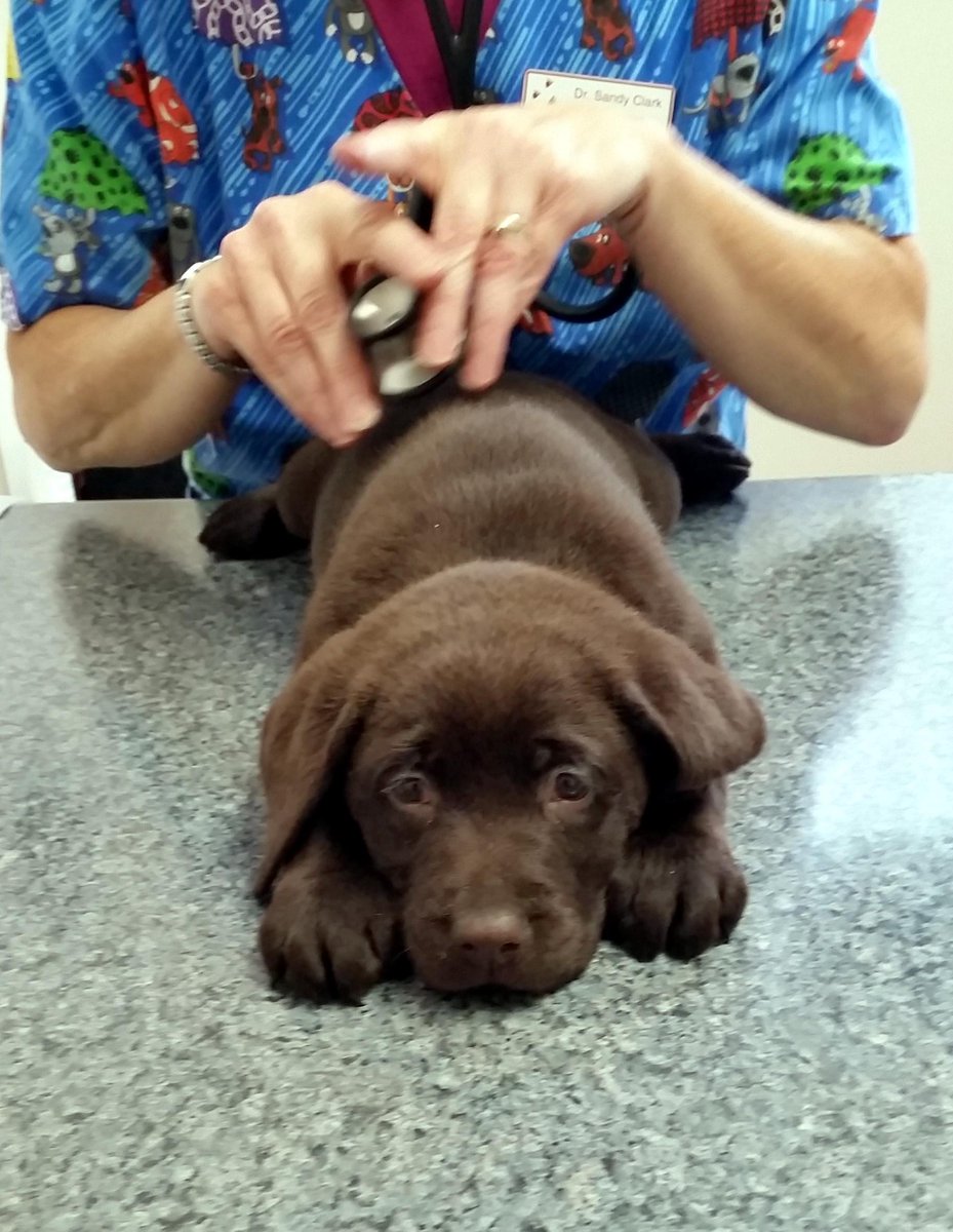 doukare's tweet photo. Sooo stressed at our vet appointment today.... http://t.co/Py6dRGrtYn