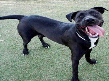 APFarewell's tweet image. #Top100 Weird &amp;amp; Interesting Dog Facts (#DogFAQ #DogFacts #ArizonaPets #Arizona #PetNews) apeacefulfarewell.com/the-paw-blog/1…