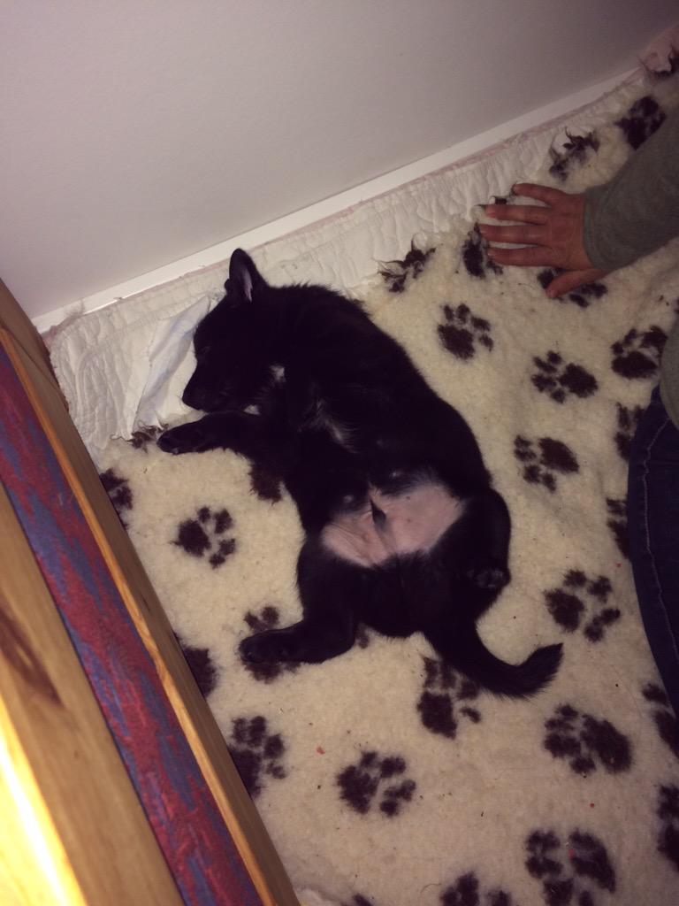 Ino_Buhund's tweet photo. #norwegianbund #norskbuhund http://t.co/OBbqMi5cmi