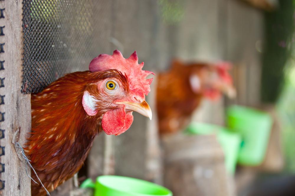California Enacts Toughest Animal Antibiotics Law in the U.S. vytm.in/gQSppQ #organic