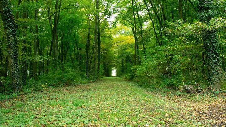 MiniMars54's tweet image. "Va prendre tes leçons dans la Nature" 
Léonard de Vinci