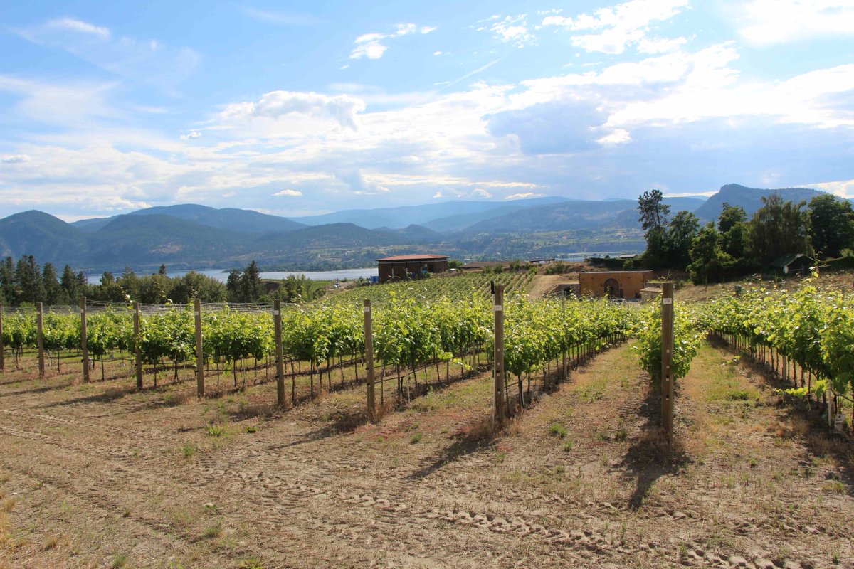 Winespiration's tweet image. We &amp;lt;3 this place. #Naramata #ExploreBC #beatifulBC #vines