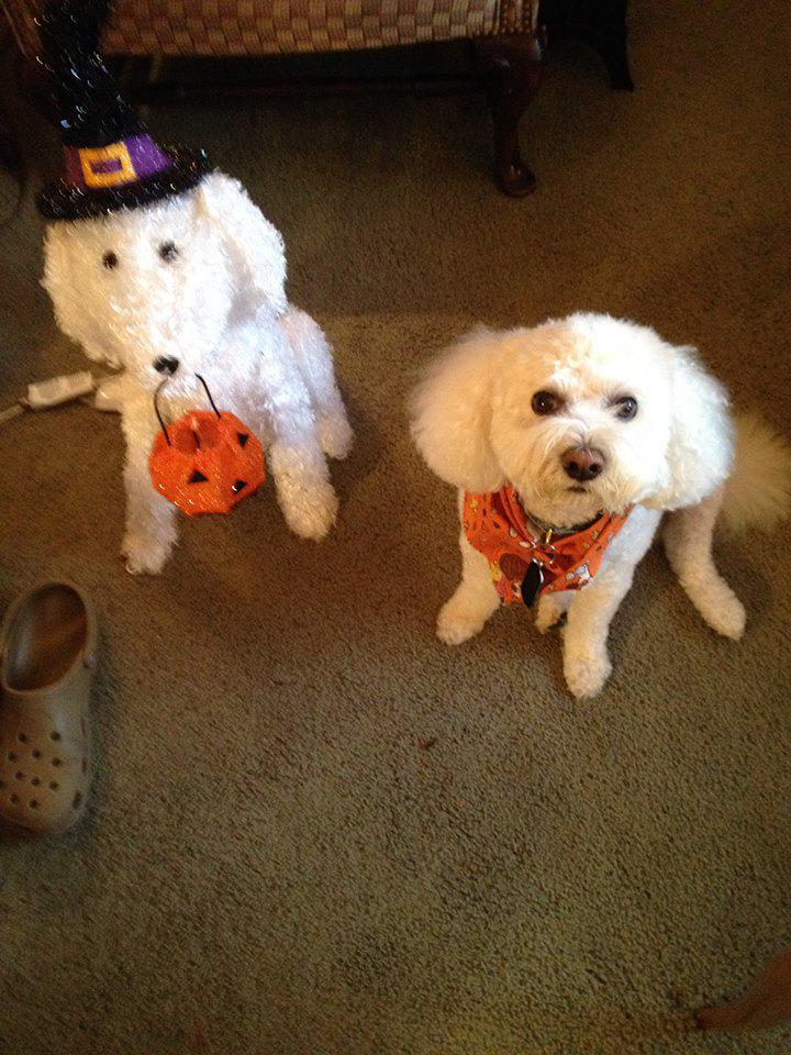 wkyc's tweet photo. These cute pups are loving fall! Send us your fall photos using #3Fall http://t.co/NPYolKREif http://t.co/pQzv4hlCKX