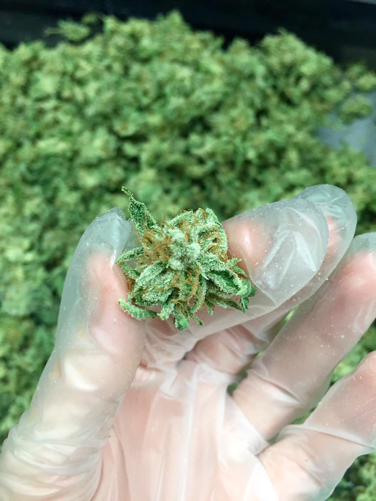 lynsiexxo's tweet photo. Just got done trimming this frosty #AlpineOG for my man to work his magic on π»πππ―π¨π #calishashking #phillipsRX http://t.co/fzCjX2jHBl