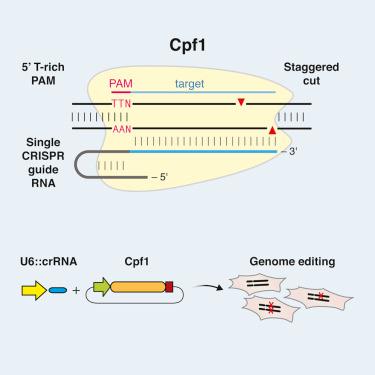 Addgene's tweet photo. Learn all about new #CRISPR tool, Cpf1, from the @zhangf lab in our new blog post! http://t.co/tgUNmuABy8 http://t.co/Q7RChOnvSW