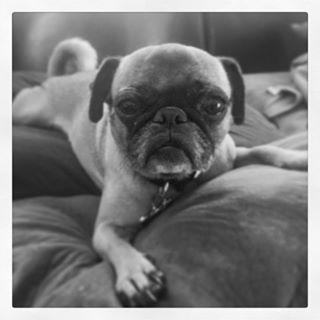 Joy_PhotoCam's tweet photo. Mocha Latte Ha Ha Ha! #pug #puggly #olddog http://t.co/l13sBUfjHd http://t.co/IWfimwTsfK