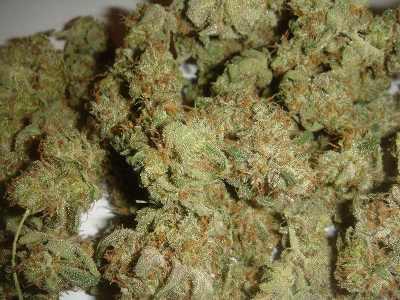 MJGrowBlog's tweet image. Every Sat needs a pile of Super Silver Haze