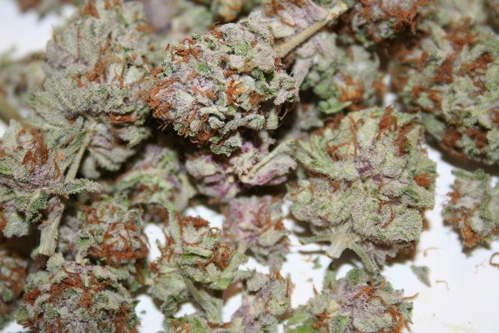 MJGrowBlog's tweet image. RT if you love that Purple Kush
