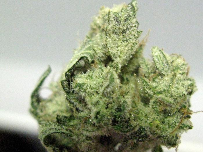 MJGrowBlog's tweet image. Love this macro of some Sour Chem