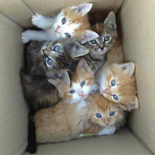 A box of kittens 
Happy bday kiko mizuhara 