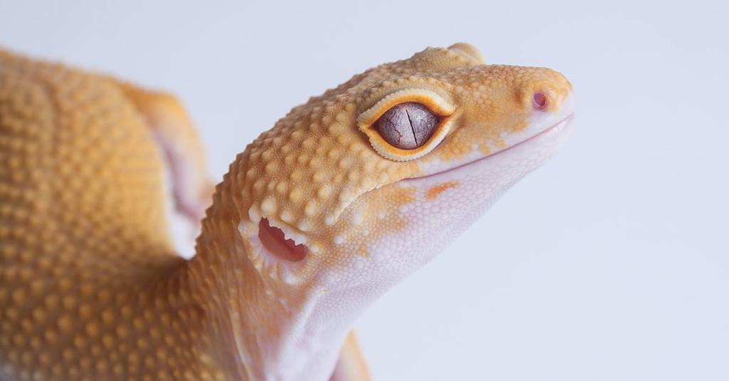 knexotics's tweet photo. Los simpáticos Geckos Leopardo te esperan en @MiMascotaMLG este finde! Ven a descubrirlos a nuestro stand #knexotics http://t.co/XVJ2kd1nwl