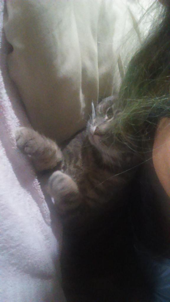 TheGoodNW's tweet image. //Going to bed night by the way wanted to show you guys my cat likes to sleep behind me when I'm sitting down //