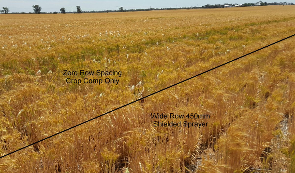 leighjbryan's tweet image. I think my crop comp technique needs tweaking. 
Suppression is no substitute for control.
#BromeGrass  #CropComp