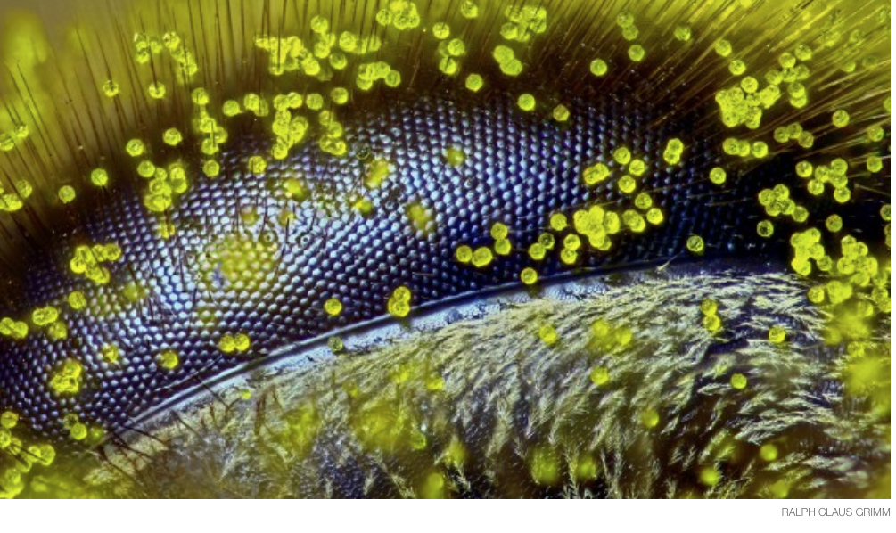 AdoptABeehiveUK's tweet photo. Congrats to Ralph Grimm winner @NikonSmallWorld for image of pollen on a bees eye http://t.co/mVQ2JDZv8X #beeahero http://t.co/MbXjXpb426
