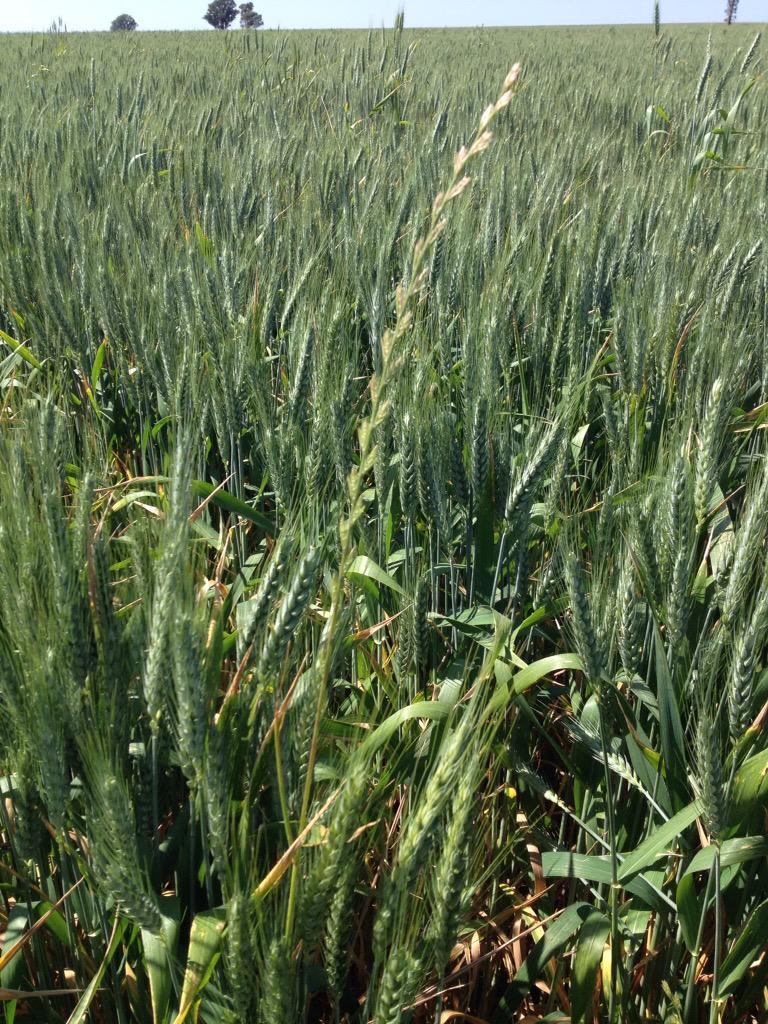 grassrootsag's tweet photo. Head counts in #rowspacing trial @MckinleyMatt Wedgetail = 500, Grassroots = 2, ryegrass = bugger all. @theGRDC http://t.co/C4353oCVOR