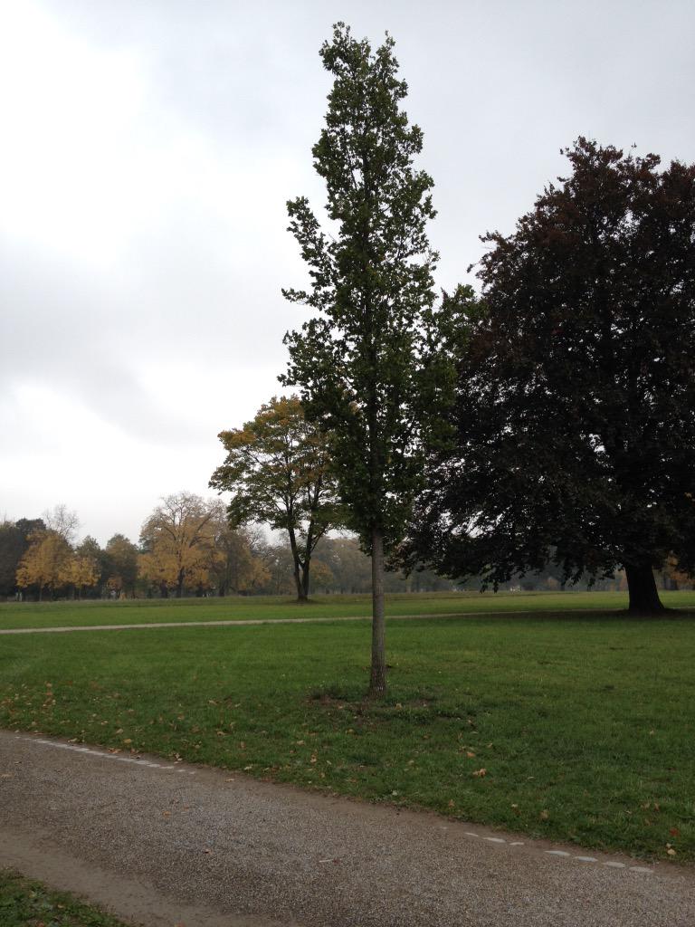 gruenspecht's tweet photo. @ZIBI_Stuttgart Besuch der jungen Ulme (!) im #ros21 #Rosensteinpark #Pumpsee #Suttgart #s21 - die andere war krank http://t.co/oYIAdW4JIj