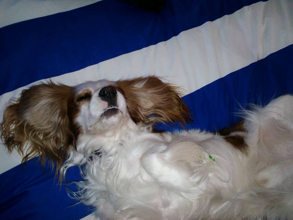 AdvertsLocal's tweet image. Our Business Mascot has had a hard day poor Riley!!