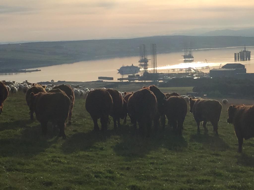 Shifting <a href="/Luing_Cattle/">Luing_Cattle</a> on the hill this avo with a big ship heading out of the firth.