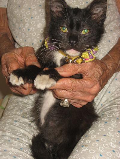 Salvando Patitas tweet media