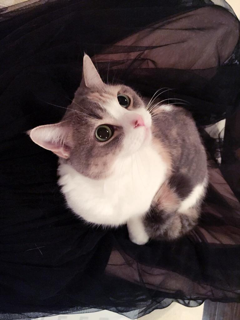 埋め込み画像への固定リンク