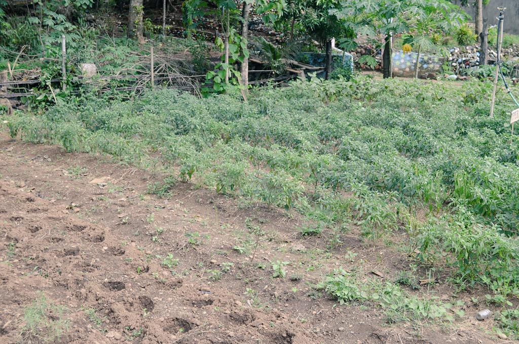 Miguel_Domingo's tweet image. Las #DemoFarms. Espacios de aprendizaje para agricultores, donde probar técnicas de cultivo #Livelihood #Filipinas