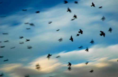 Adiii On Twitter Sometimes I Just Wanna Fly Away Form Here Like These Birds Http T Co Vuefxqiztv twitter