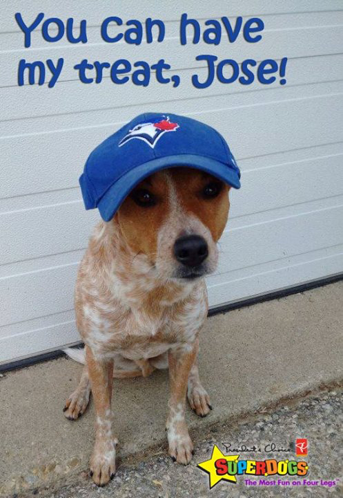 BallardKyla's tweet photo. My boy cheering on his FAV team!#gojaysgo #toronto #superdogs #mysuperdog #cattledog #jaysfan http://t.co/MpbdQBqknC
