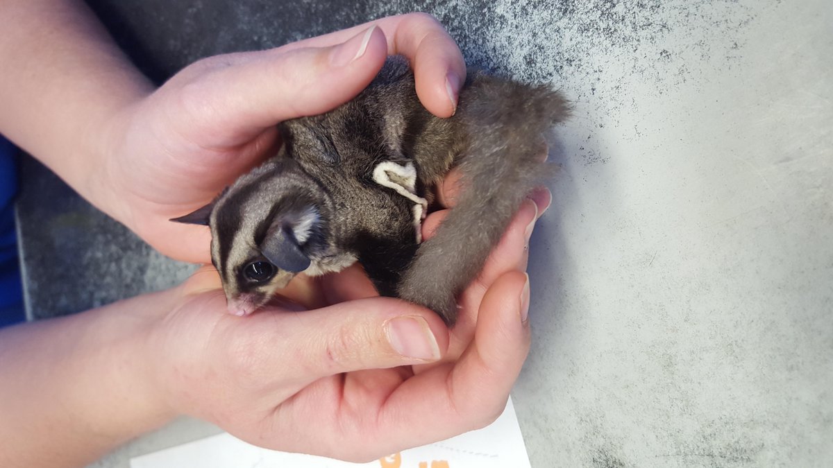 We get so many amazing animals in our both of our stores! Look at this Sugar Glider that stopped by the other day!