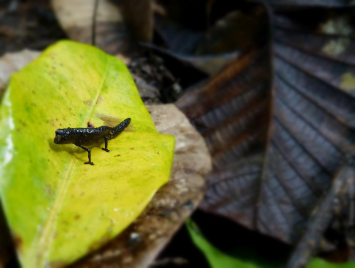 The smallest #chameleon on earth is lookind forward to meet you in #Madagascar ! #wildlife #travel #ttot