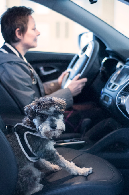 divacreative's tweet image. Check out our cute resident pup Lulu giving the Hyundai ix35 #fuelcellcar a try!