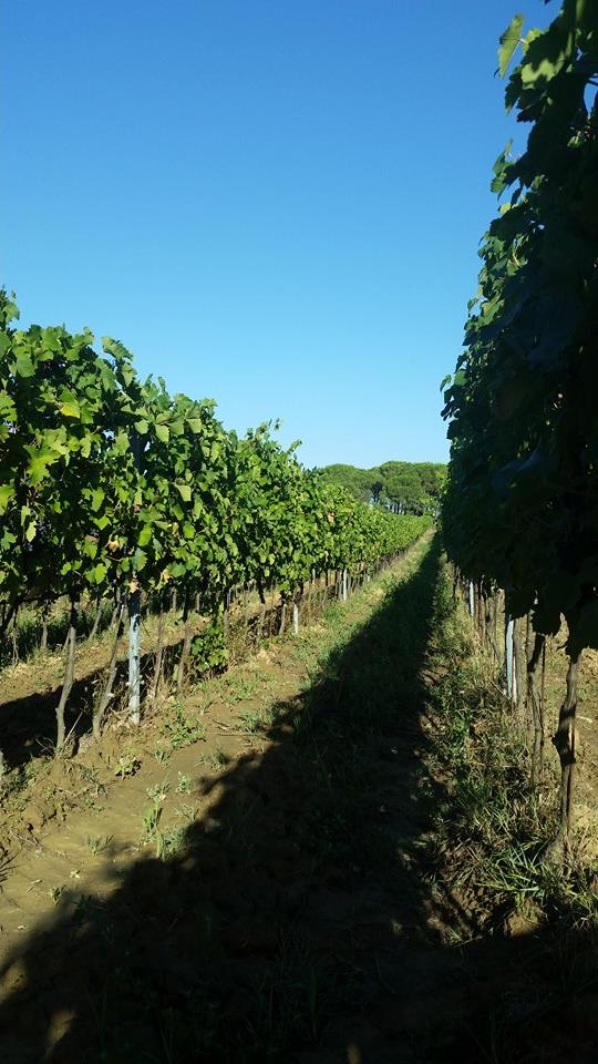 Fattoria Varramista! <a href="/FVarramista/">Fattoria Varramista</a> 
#wine #harvest15 #vendemmia15 #crucostatoscana