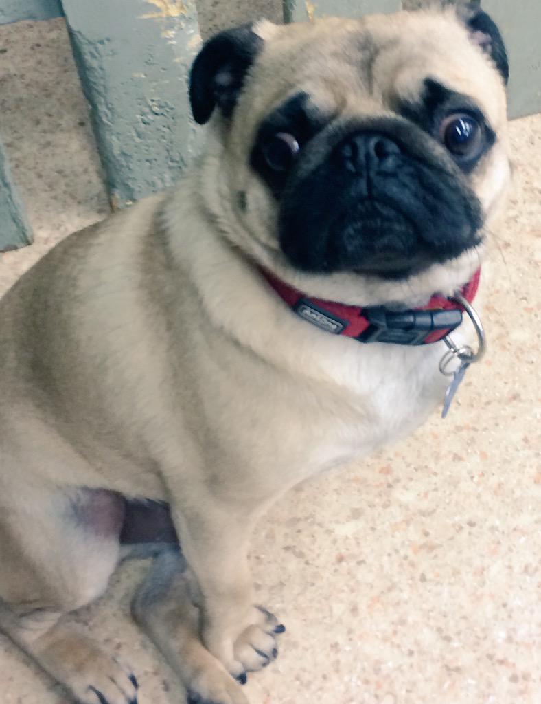 Dundrum dog grooming (DogGroomingD14) Twitter