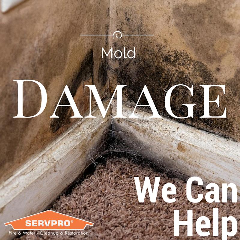 Mold Damage? We can help! #SERVPRO