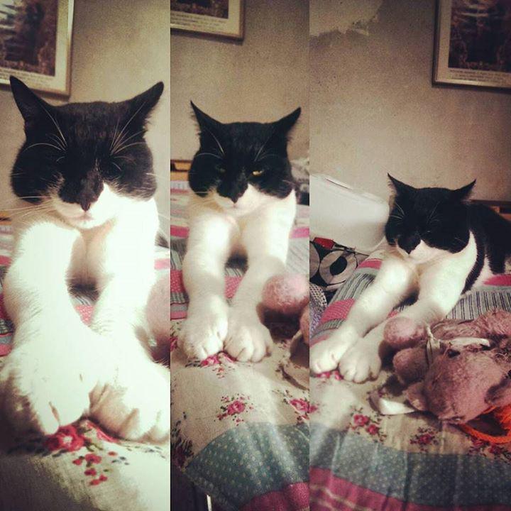 batcatdotco's tweet image. Thank you for the awesome pic lady_daia! #HelloCat#Cat#Chat#Gatto#Micio#MyLove#Ronf#Relax#… ift.tt/1GeReXc