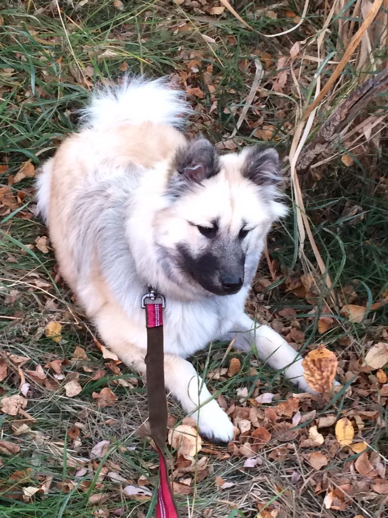 Lisa_M_Reece's tweet photo. @CleverCanines #cccore Nylah, doing some patience training (see she really is good out of class!) http://t.co/CTxpNwqOnR