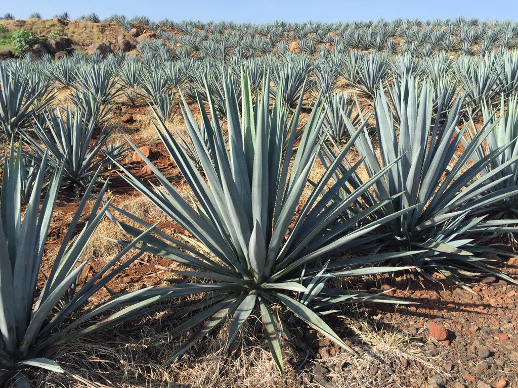 Without these beautiful plants, there'd be no tequila which would make us very sad.